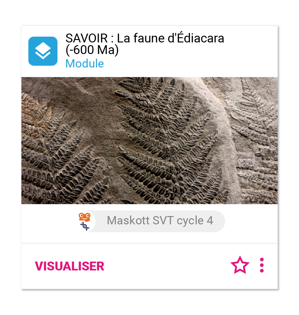 SAVOIR : La faune d'Édiacara (-600 Ma) 